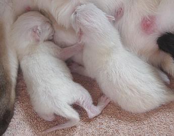 Thaikatzen-Babies am Tag der Geburt 