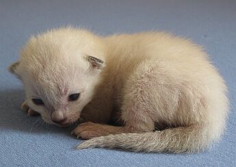 Farbentwicklung Tonkanese, Farbe naturalmink