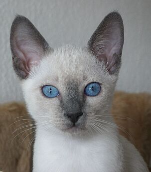 Thaikater Merlin of Chiang-Mai, blue-point, 3 Monate