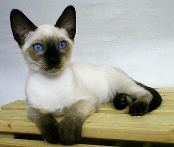 Thaikater Billy of Chiang-Mai, seal-point, 3 Monate