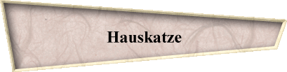 Hauskatze