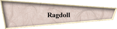 Ragdoll