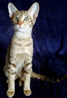 Katzenrasse OKH, Orientalisch - Kurzhaar, Farbe chocolate - tabby - spotted