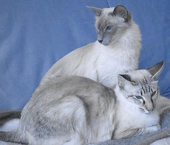 Balinesen, bluepoint und seal-tabby-point